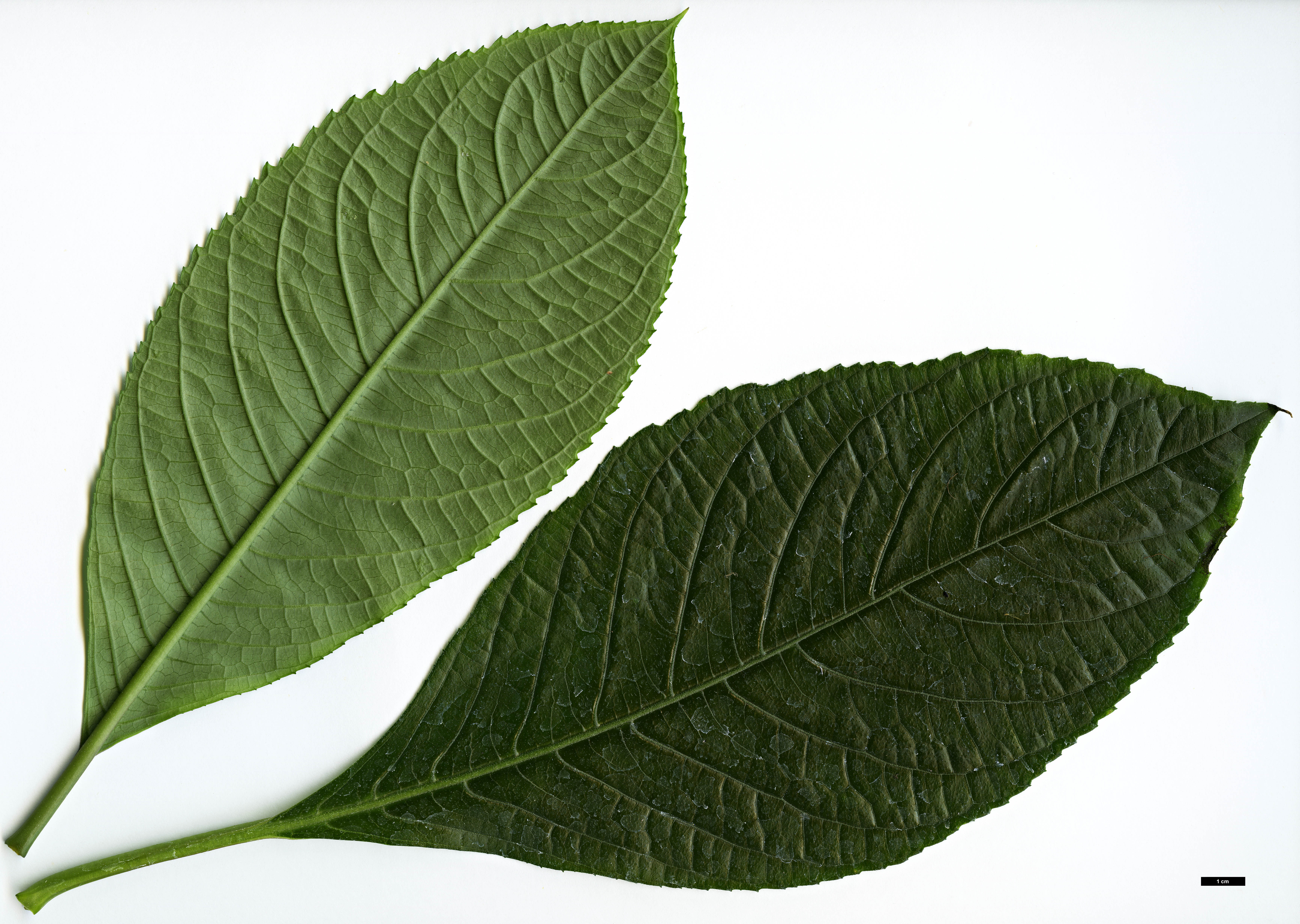 High resolution image: Family: Hydrangeaceae - Genus: Dichroa - Taxon: versicolor 